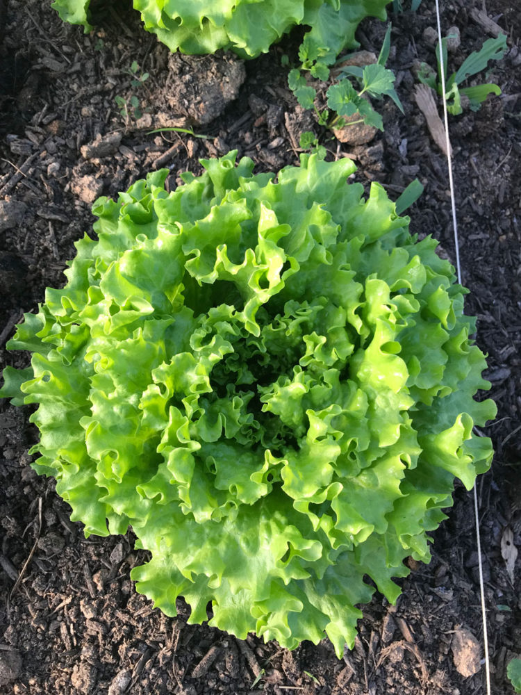 Muir Green Head Lettuce